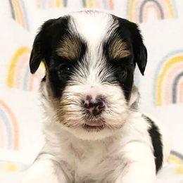 Biewer Terriers and Yorkshire Terriers from [580] Biewers and Yorkies